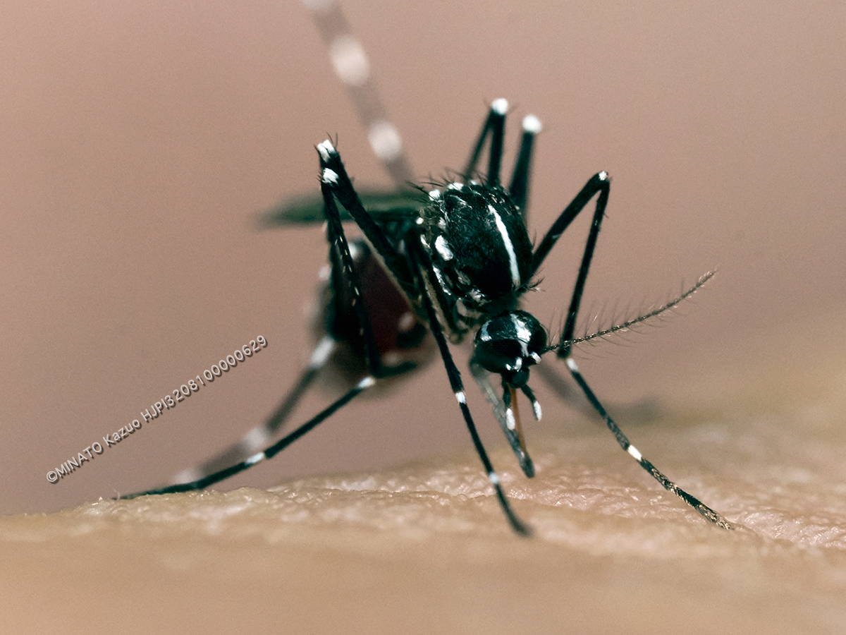 ヒトスジシマカ