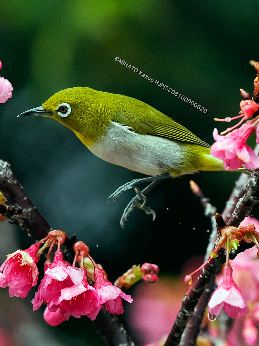 リュウキュウメジロ