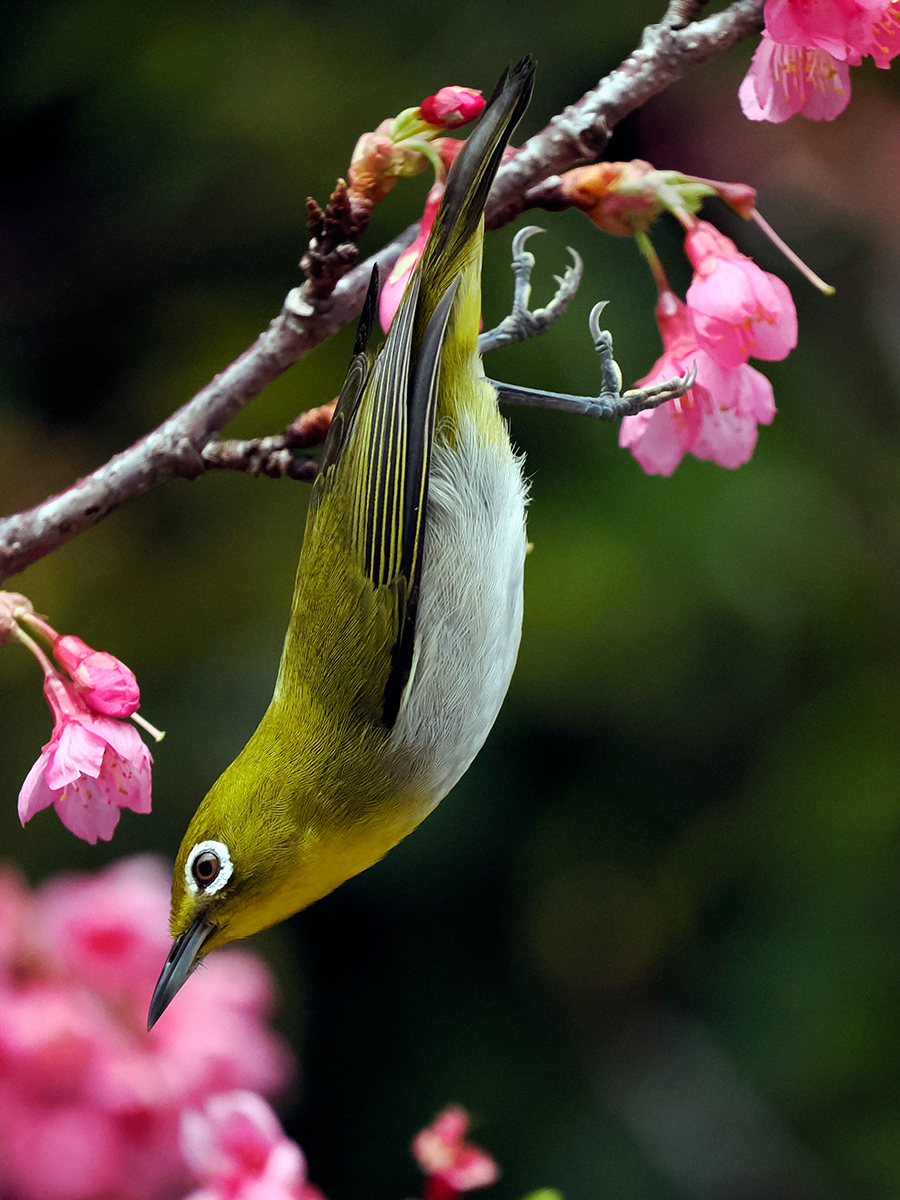 リュウキュウメジロ