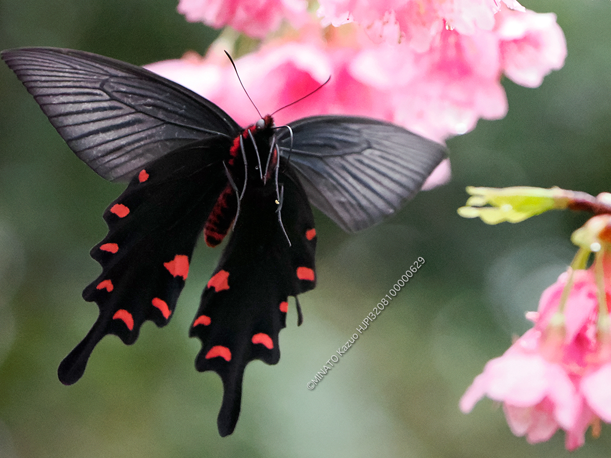 ジャコウアゲハ