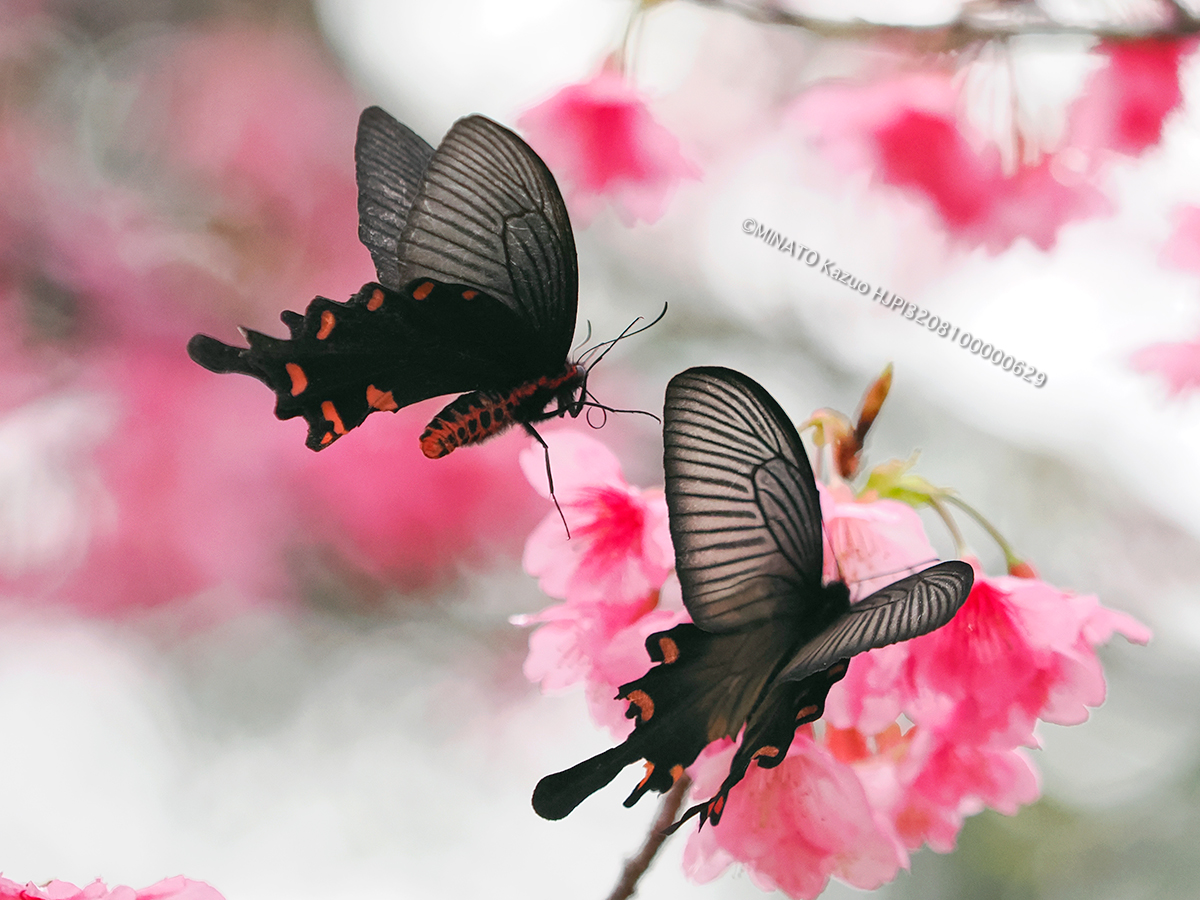 ジャコウアゲハ