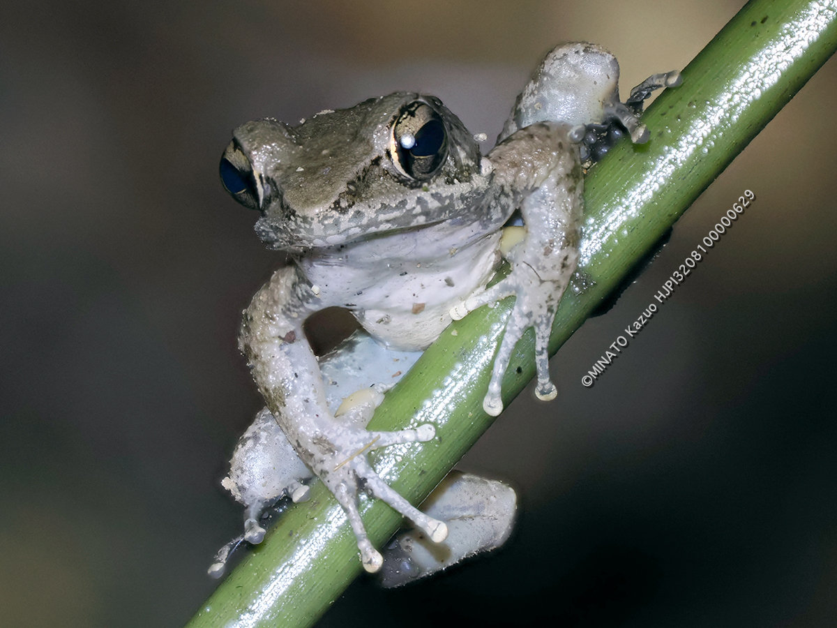 ハナサキガエル