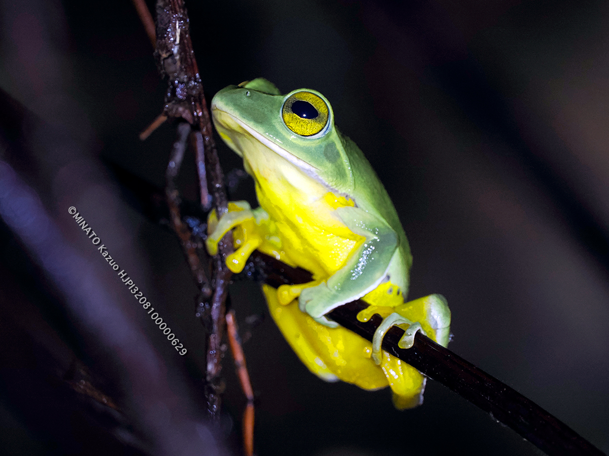 オキナワアオガエル