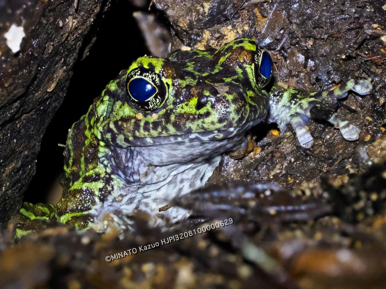 オキナワイシカワガエル