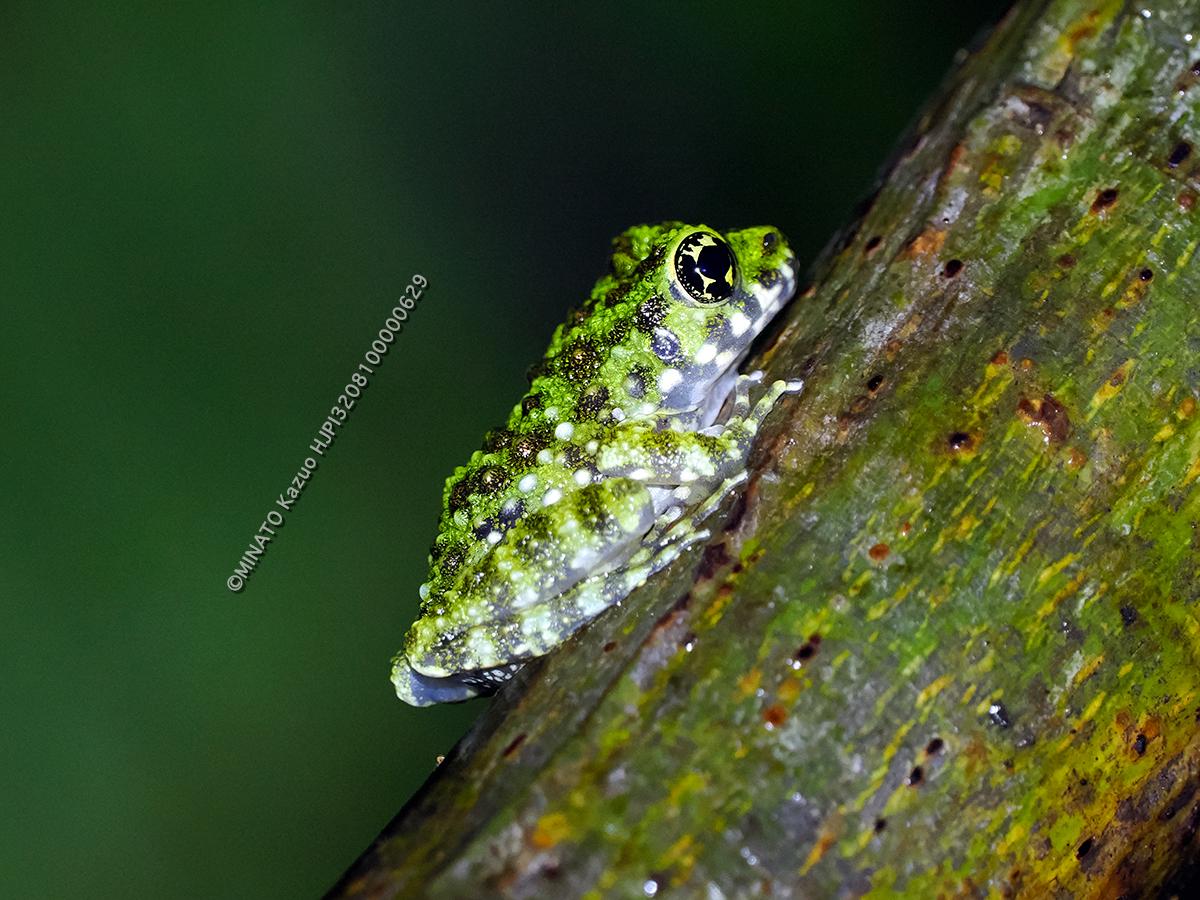 オキナワイシカワガエル成体