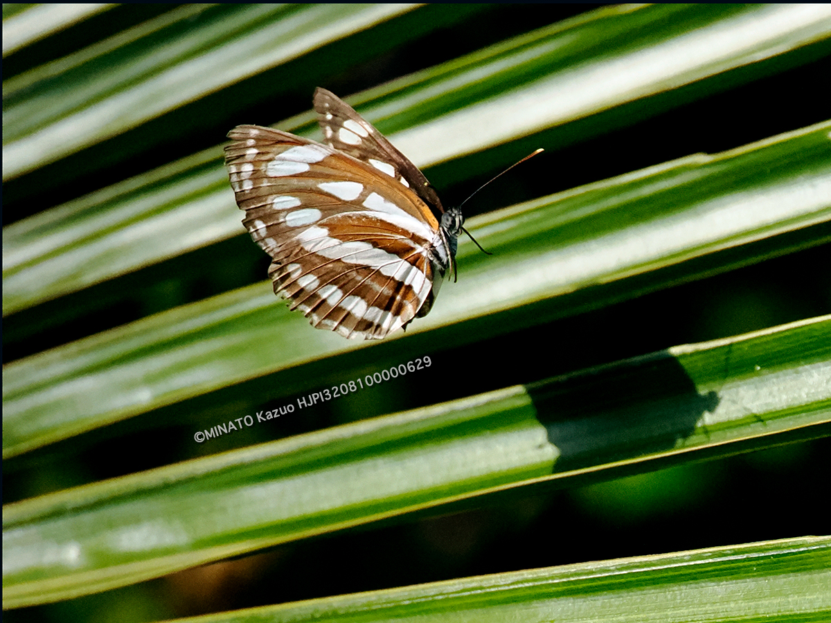 リュウキュウミスジ