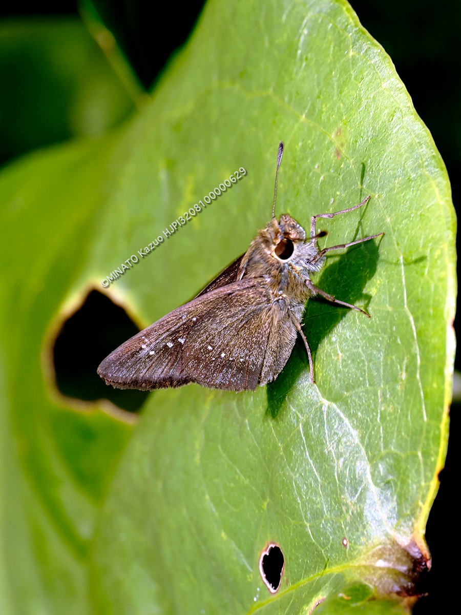 ユウレイセセリ