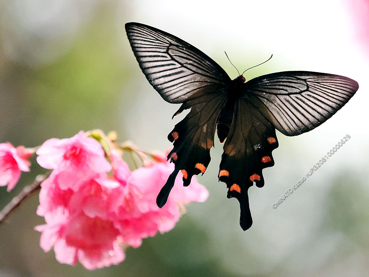 ジャコウアゲハ