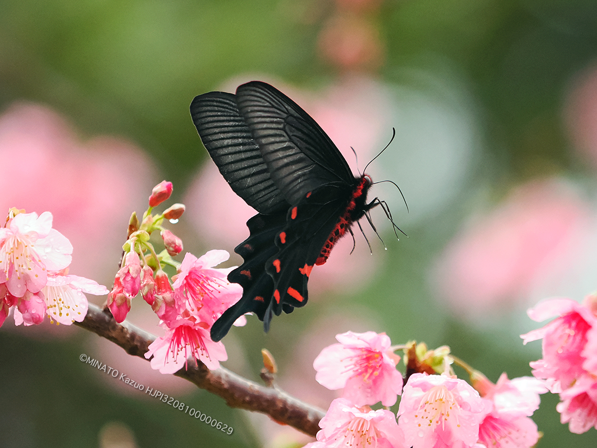 ジャコウアゲハ