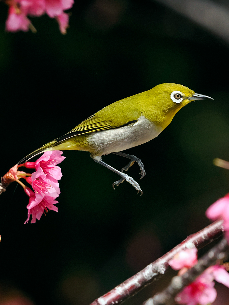 リュウキュウメジロ