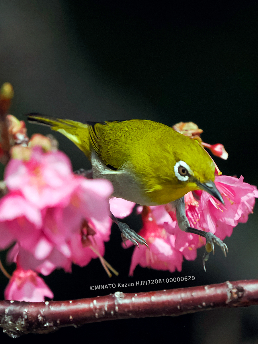 リュウキュウメジロ