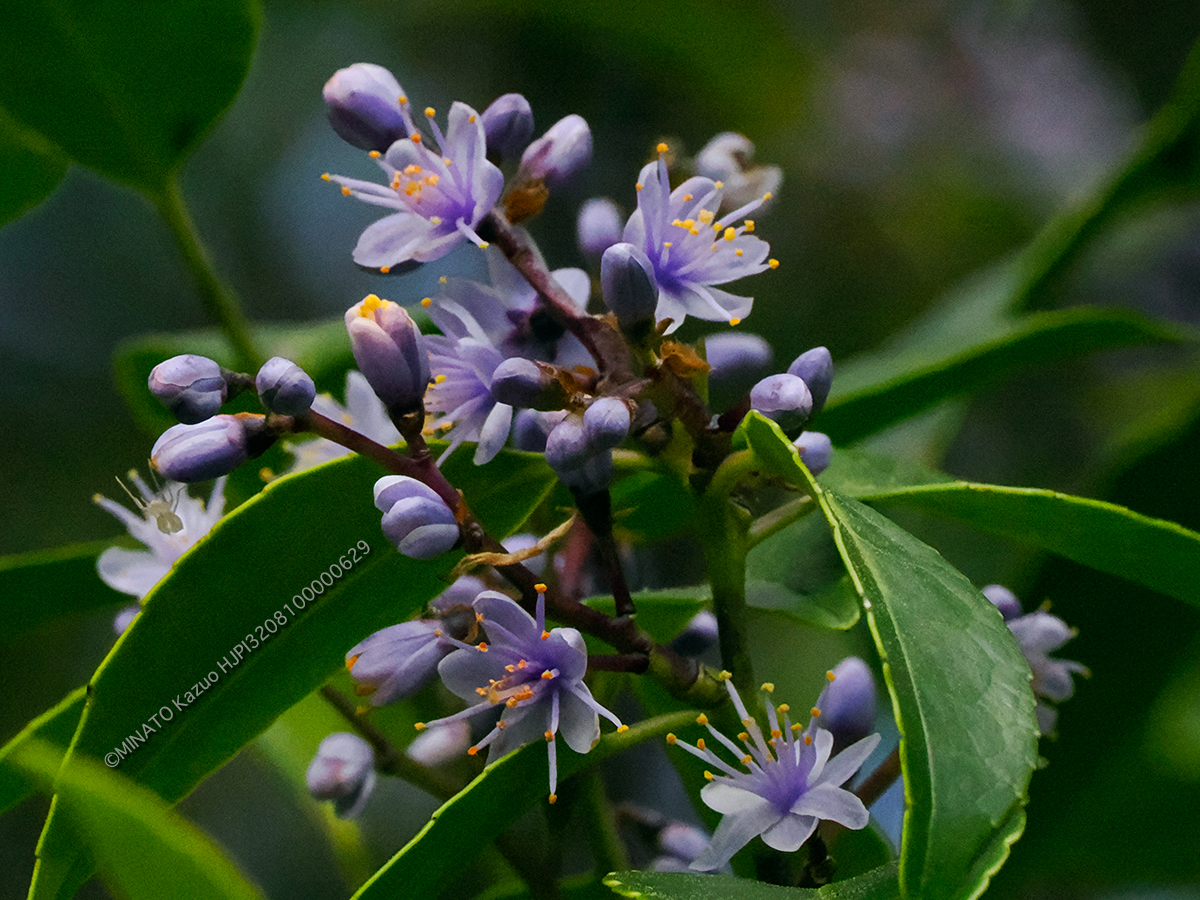 アオバナハイノキ
