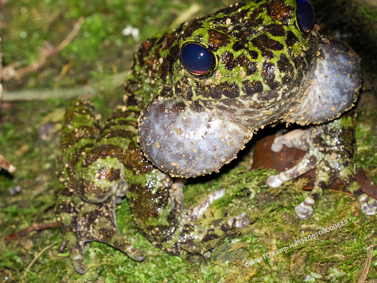 オキナワイシカワガエル