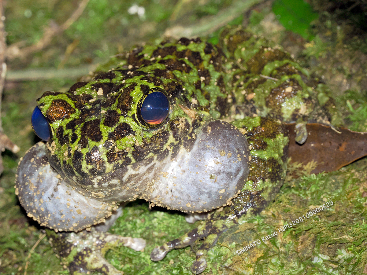 オキナワイシカワガエル成体