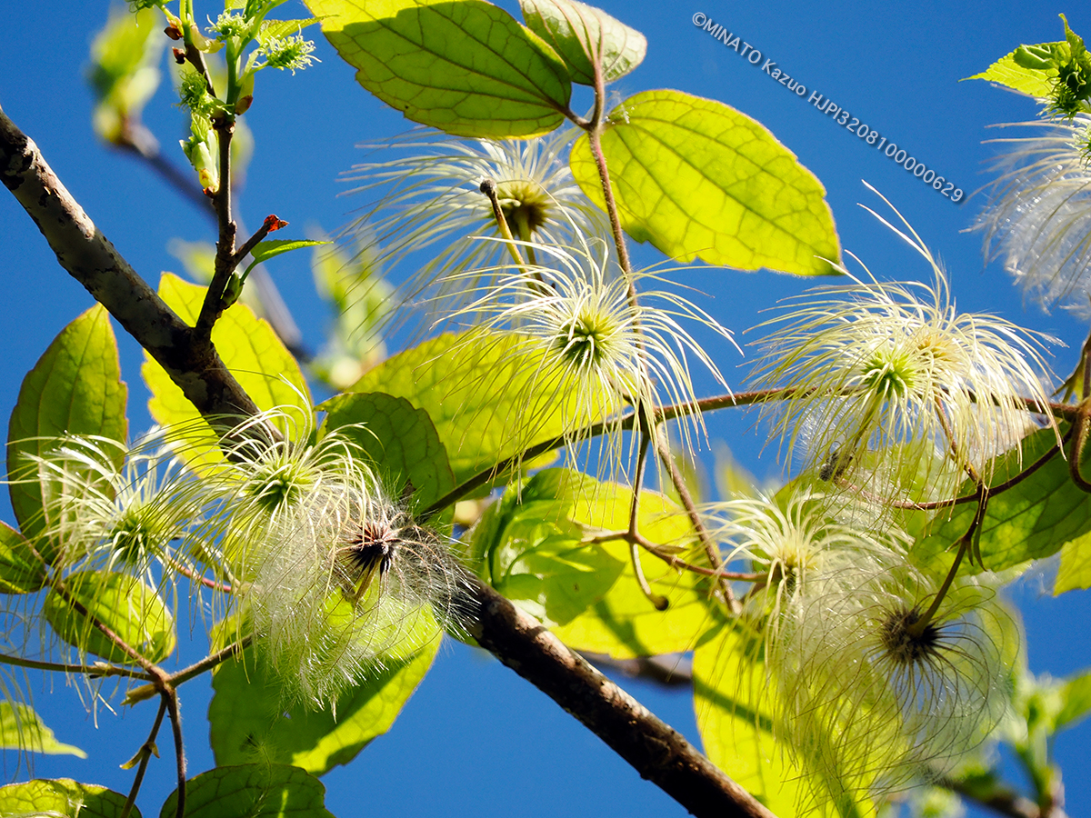 ビロードボタンヅル