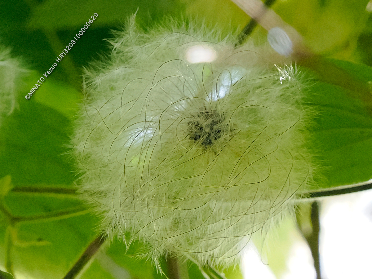 ビロードボタンヅル