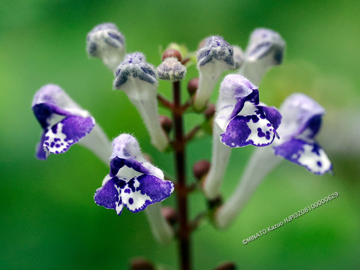 アカボシタツナミソウ