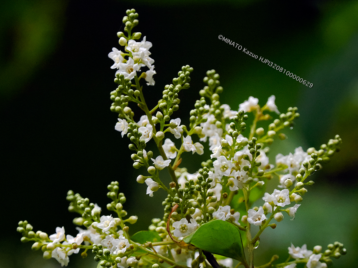 シマイズセンリョウ