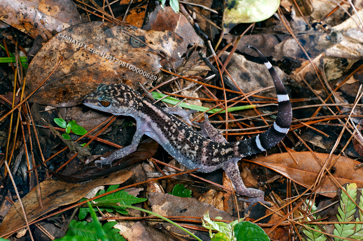 ヤンバルトカゲモドキ