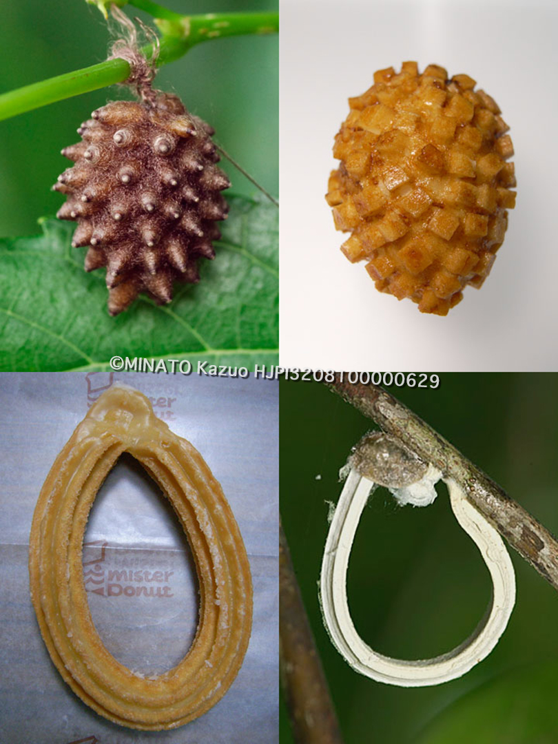 お菓子に擬態する虫