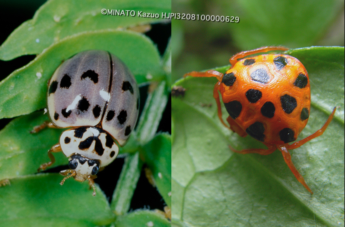 テントウムシへの擬態