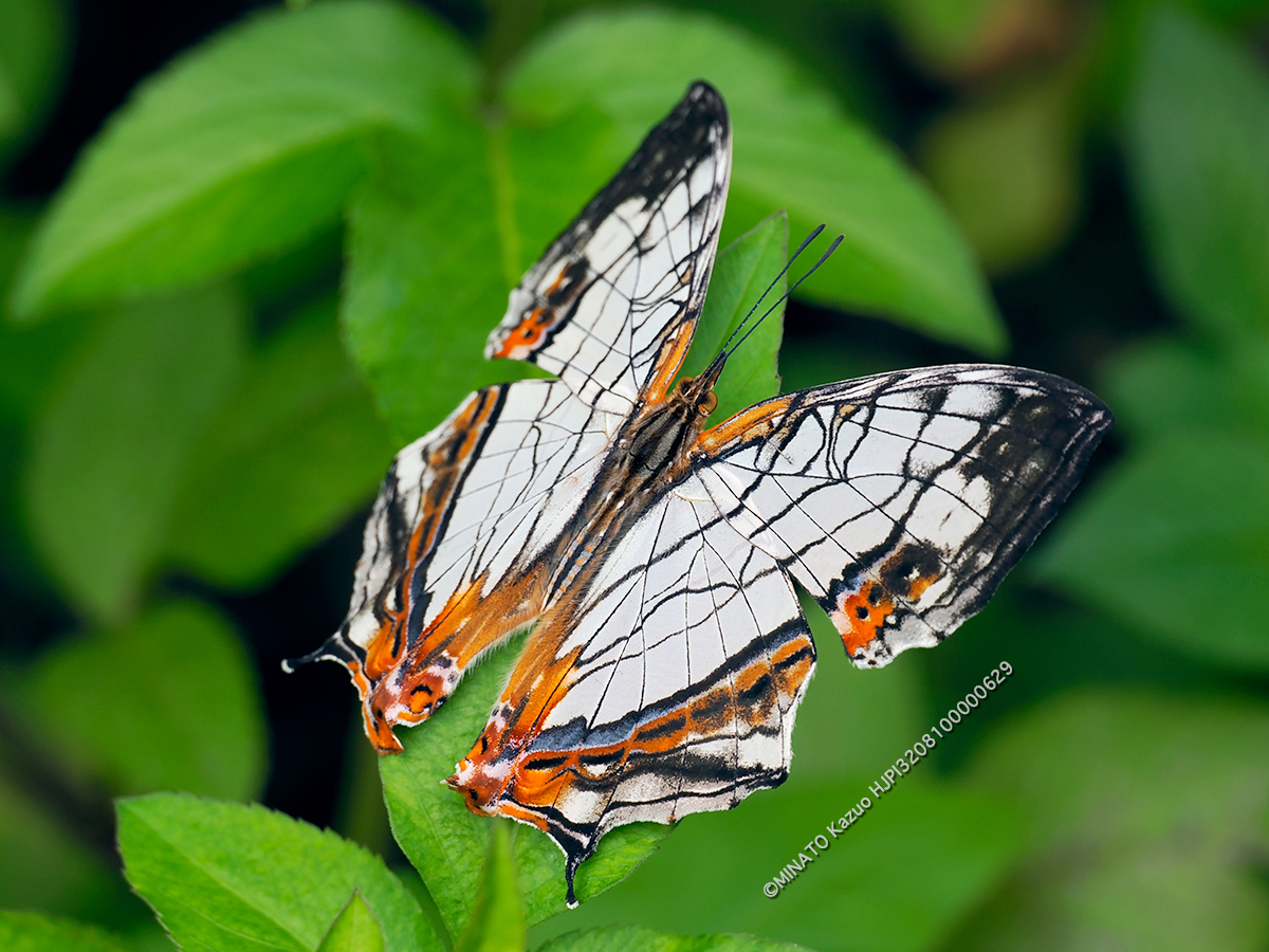 イシガケチョウ