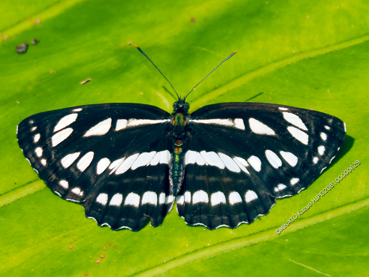 リュウキュウミスジ