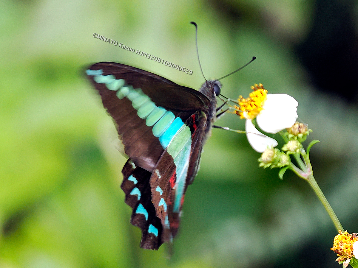 アオスジアゲハ