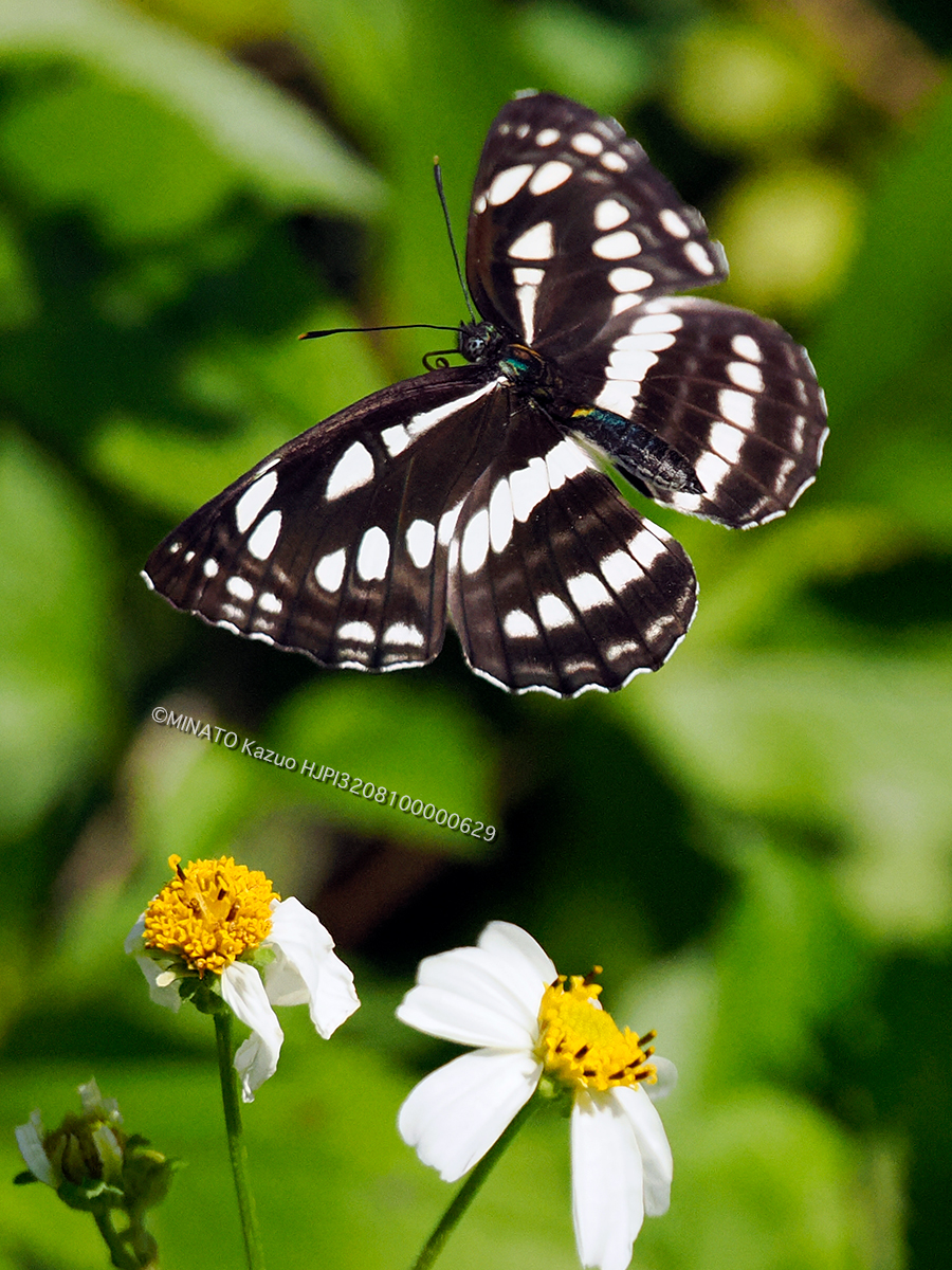 リュウキュウミスジ