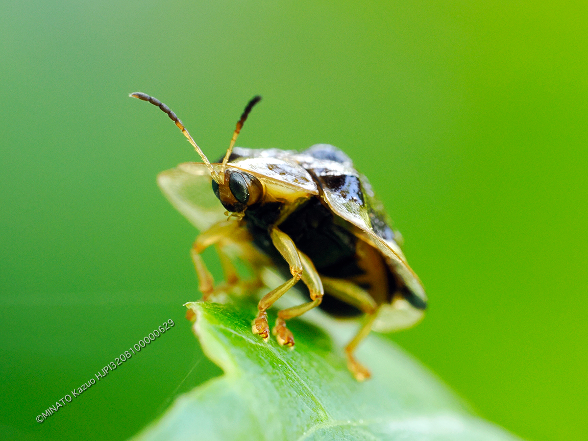 ヨツモンカメノコハムシ