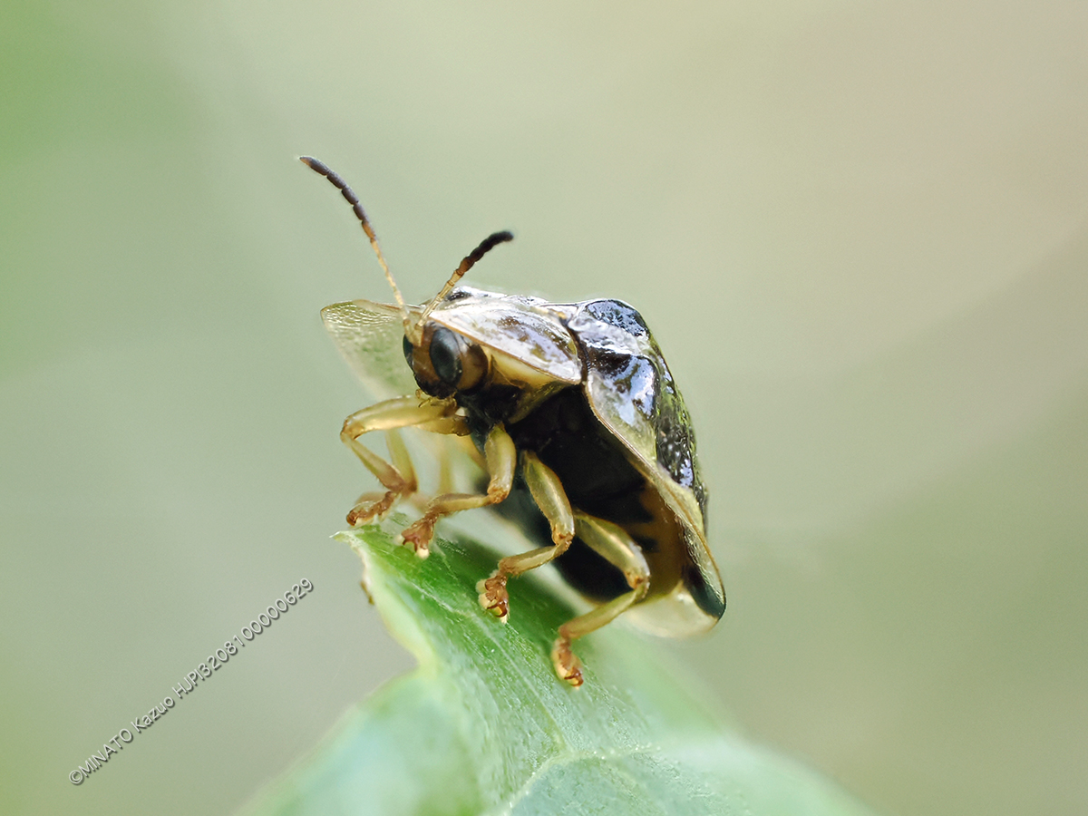 ヨツモンカメノコハムシ（深度合成）