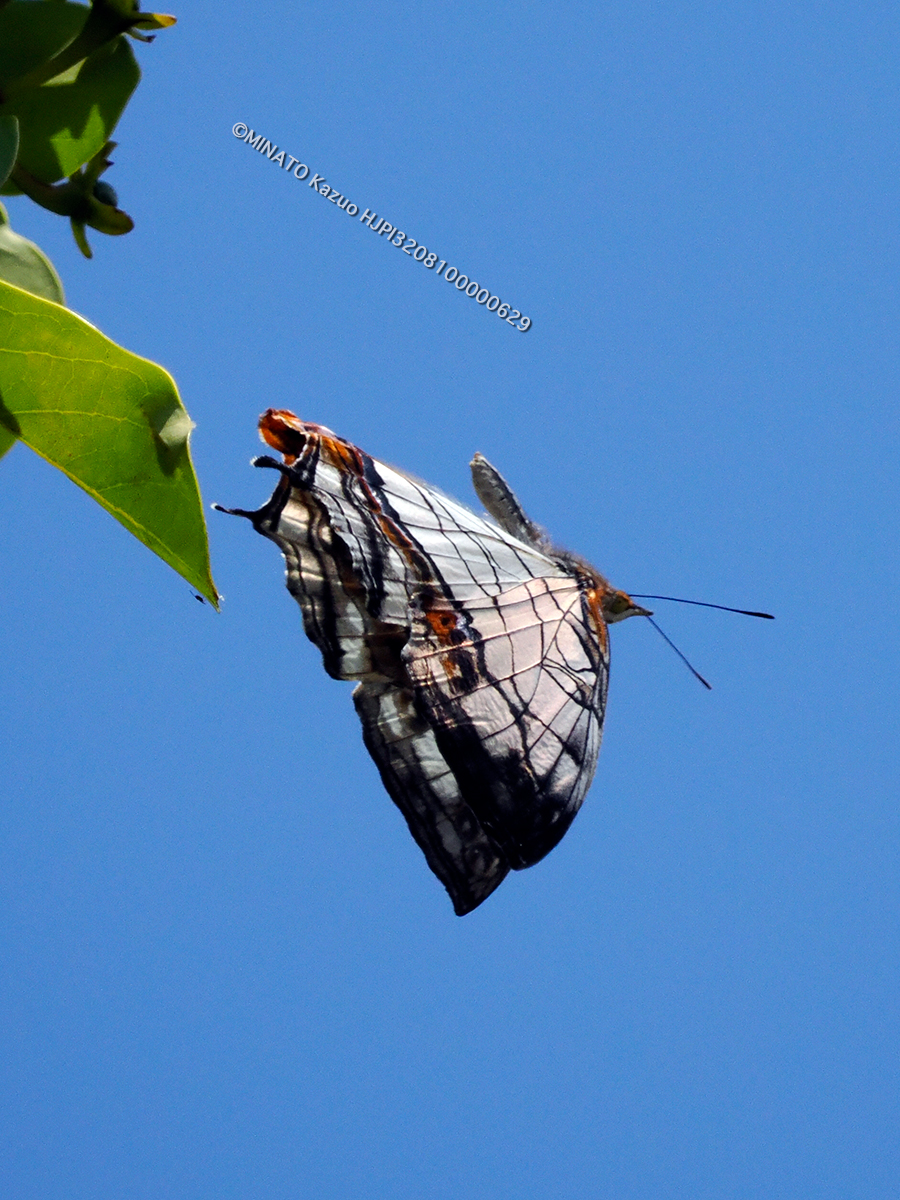 イシガケチョウ