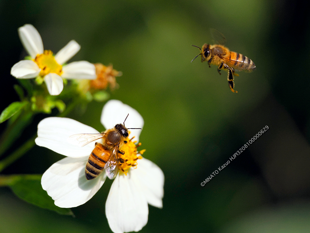 セイヨウミツバチ
