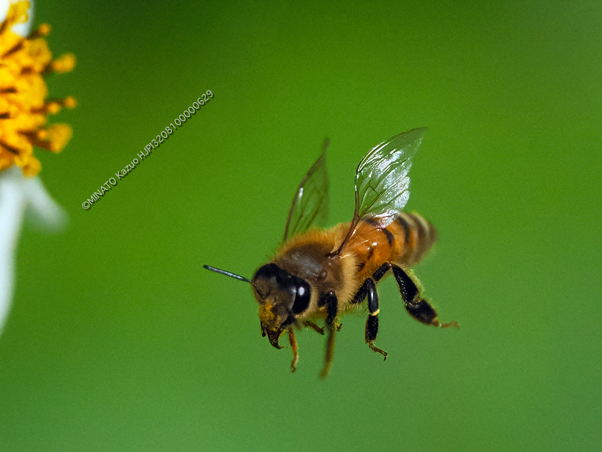 セイヨウミツバチ