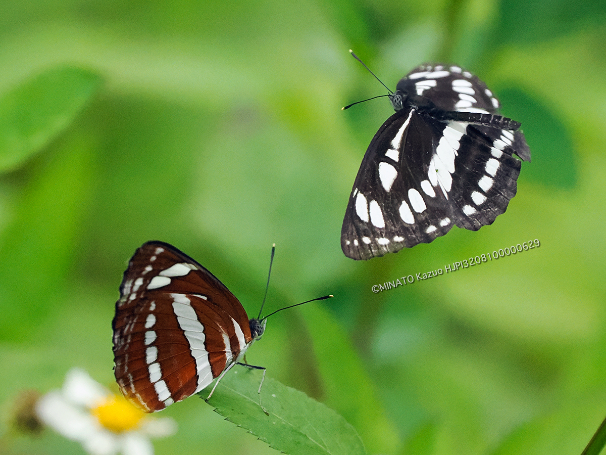 リュウキュウミスジ
