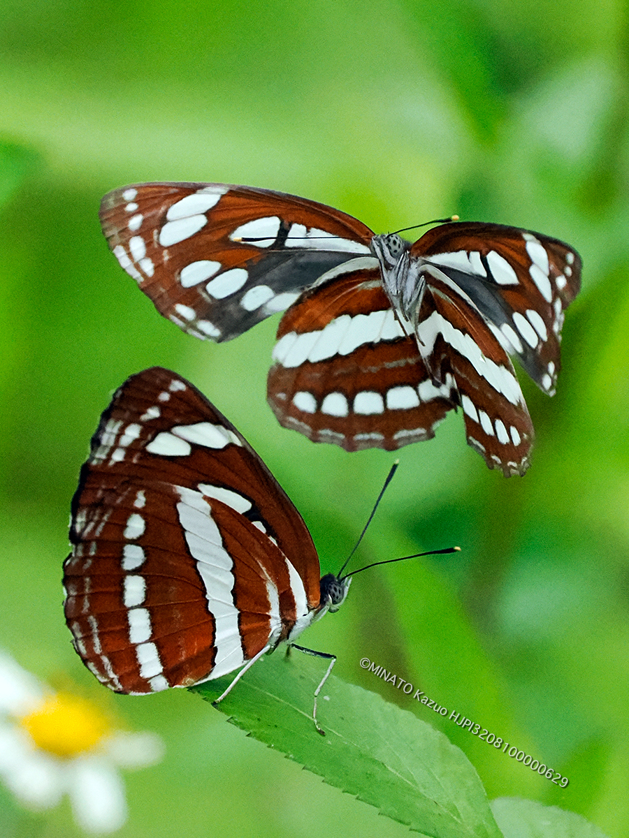 リュウキュウミスジ