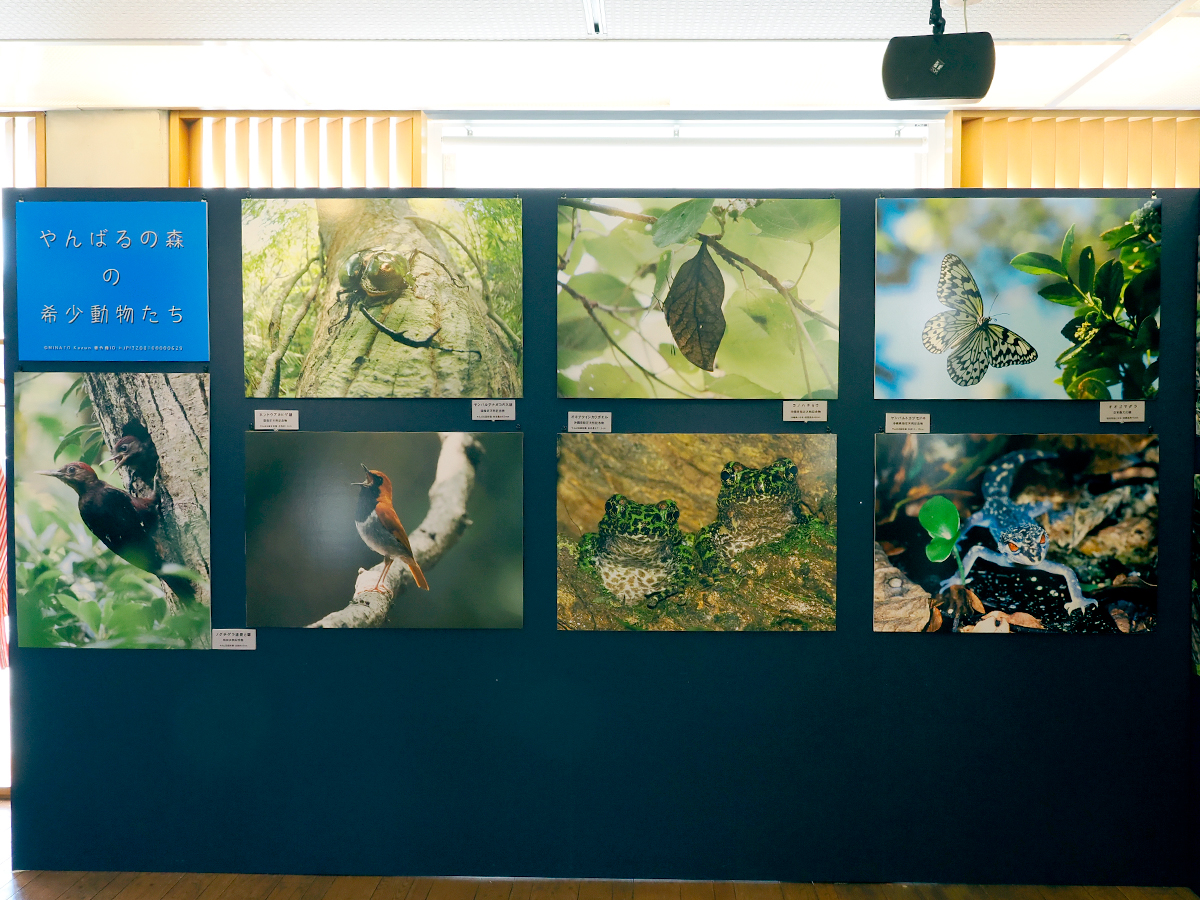 やんばるの森の希少動物たち