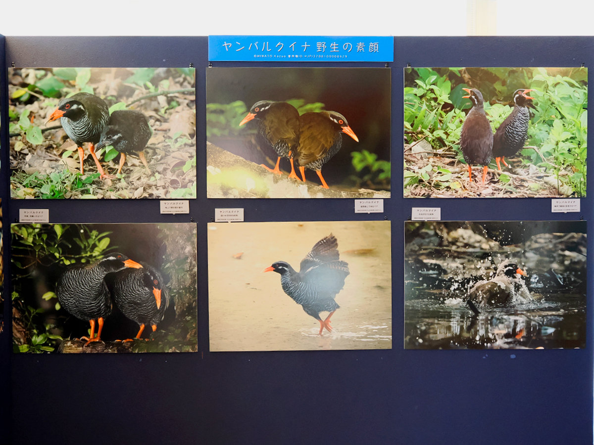 ヤンバルクイナ・野生の素顔