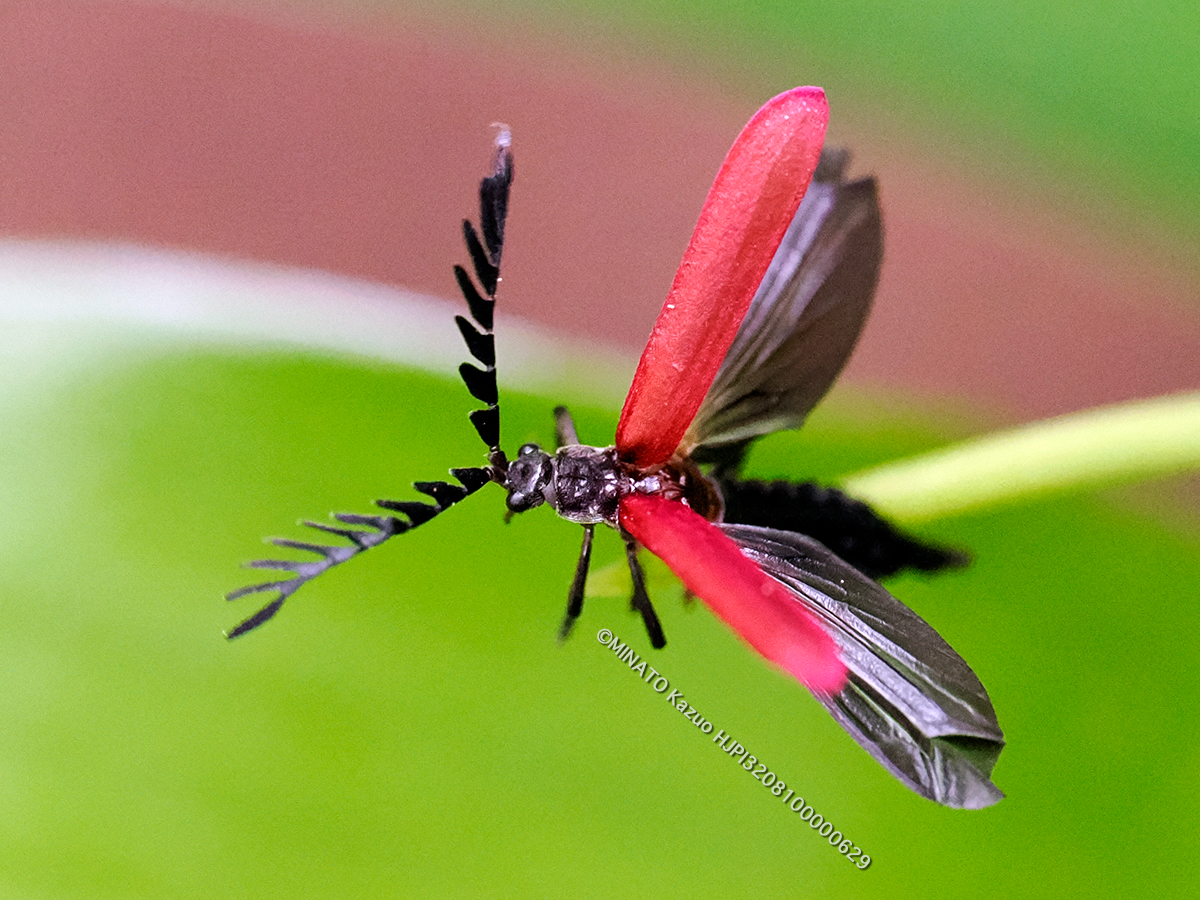 オキナワクシヒゲベニボタル