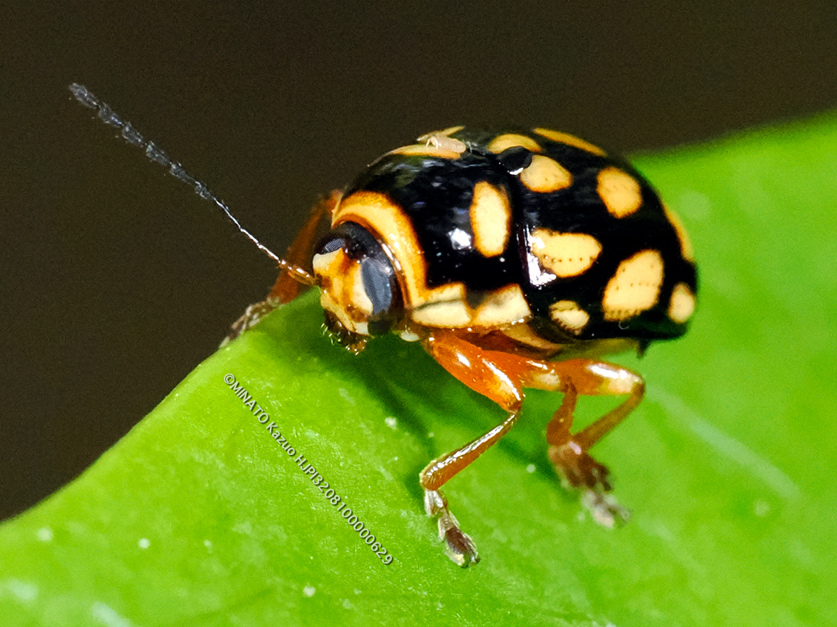 キボシツツハムシ