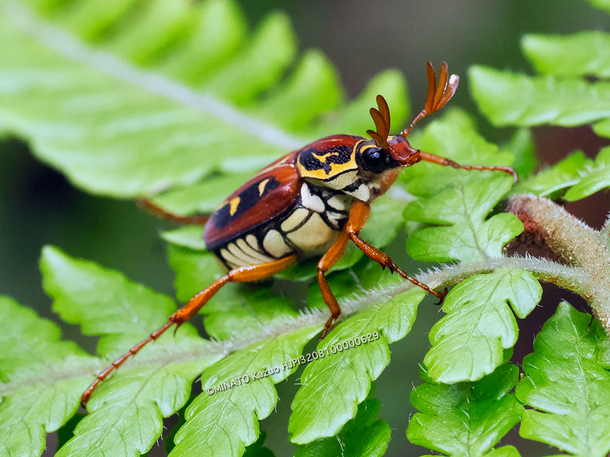 オキナワトラフハナムグリ褐色型雄