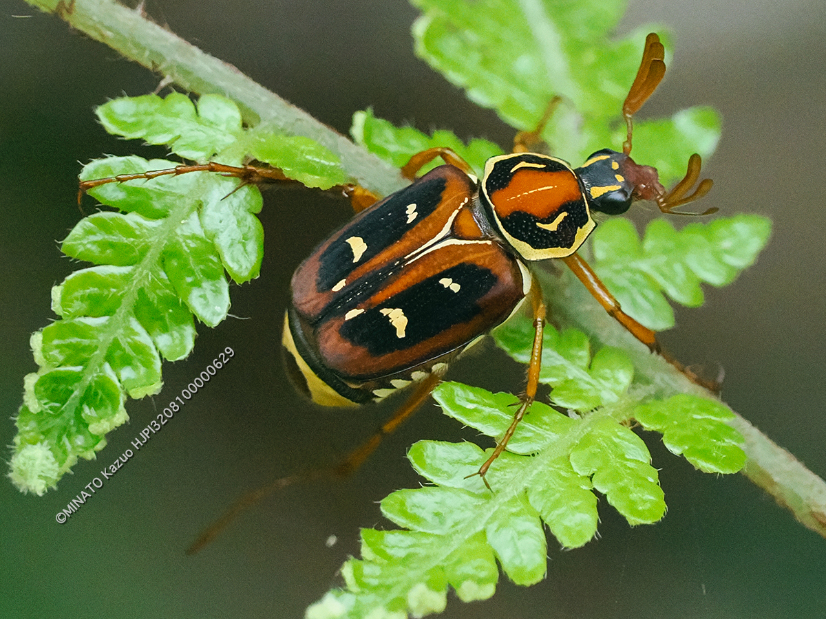 オキナワトラフコガネ褐色型雄