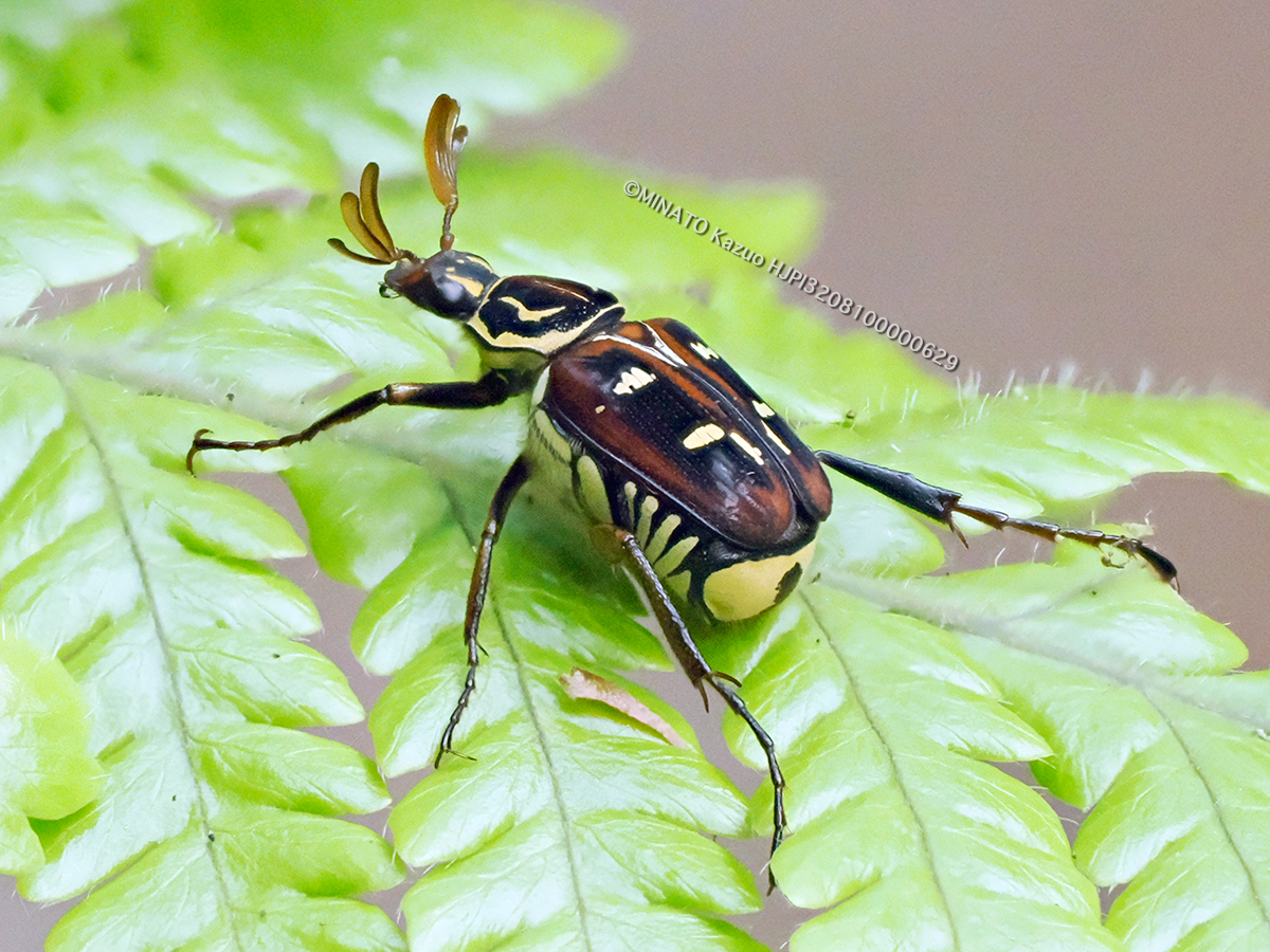 オキナワトラフコガネ褐色型雄