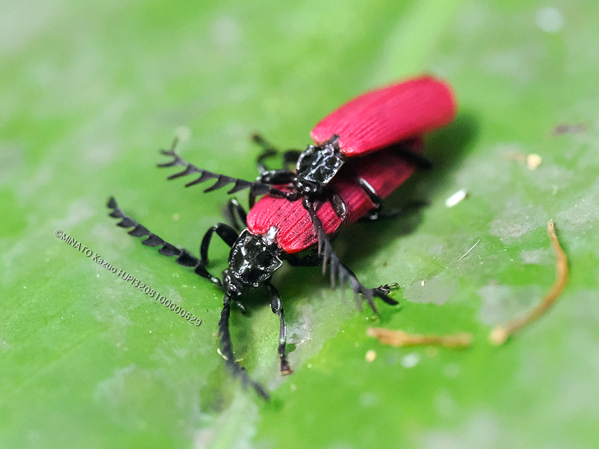 オオシマクムネベニボタル