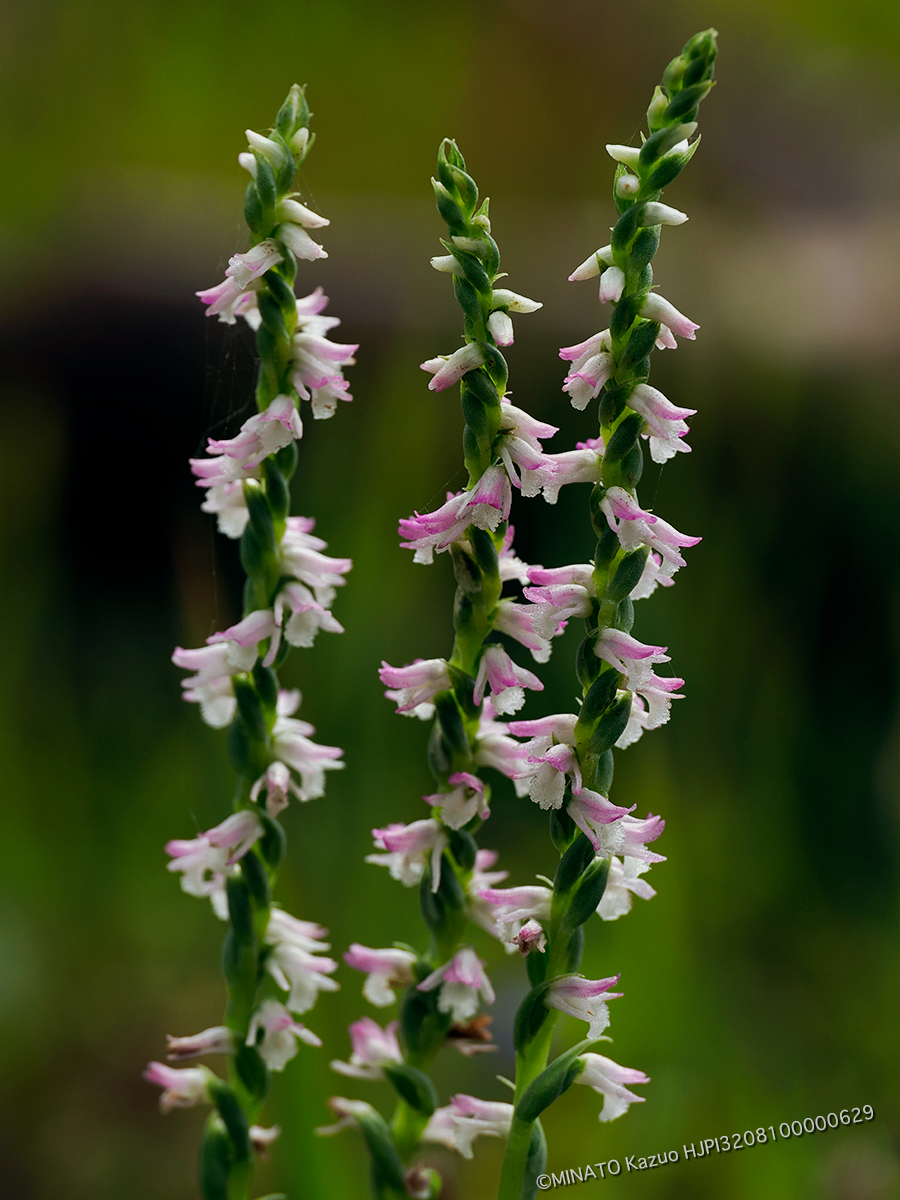 ナンゴクネジバナ