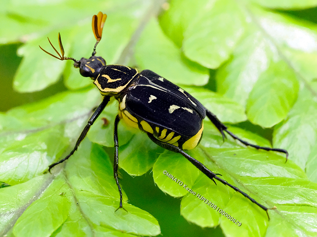 オキナワトラフハナムグリ黒色型雄