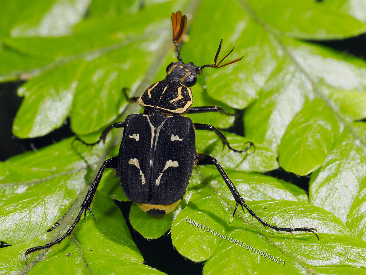 オキナワトラフハナムグリ黒色型雄