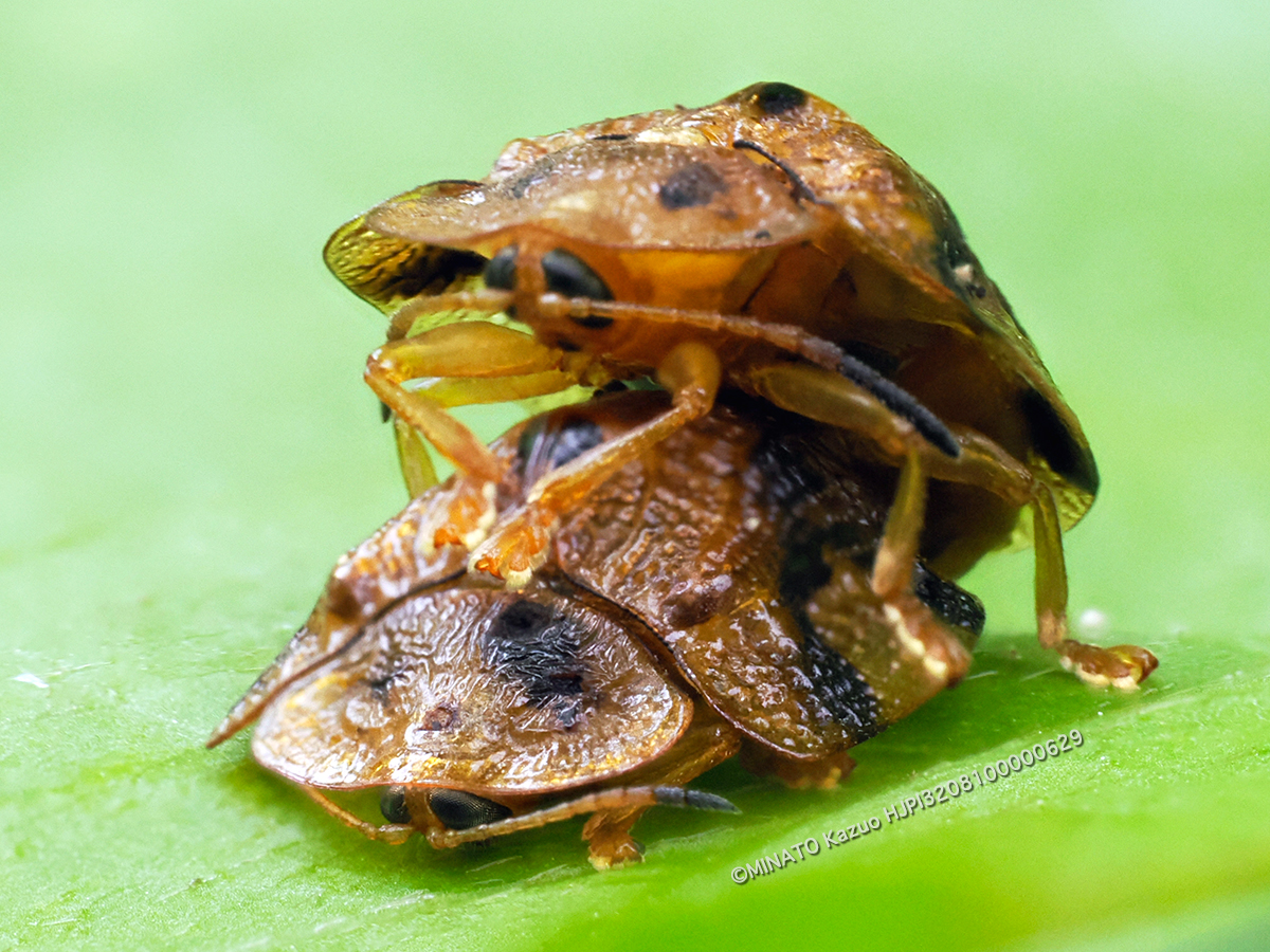 ヨツモンカメノコハムシ