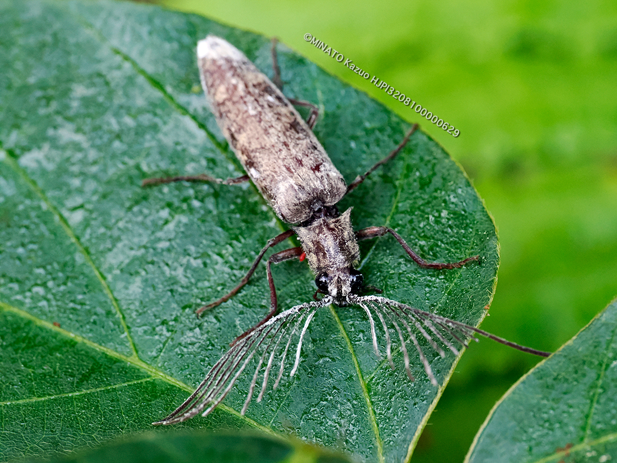 アマミヒゲコメツキ雄