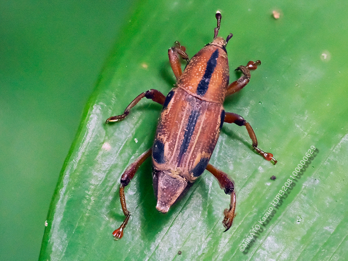 ヨツメオサゾウムシ